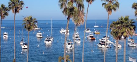 View of ocean marina filled with boats and palm trees along the shore
